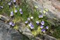 Pinguicula leptoceras